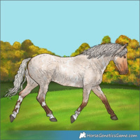 Horse Color:White Spotted Silver Bay Roan Dun