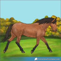 Horse Color:Bay 