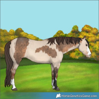 Horse Color:Bay Dun  and Amber Champagne Dun 