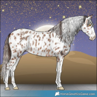 Horse Color:Amber Champagne Leopard and Amber Champagne Splash Leopard