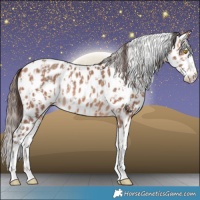 Horse Color:Amber Champagne Appaloosa and Amber Champagne Splash Appaloosa