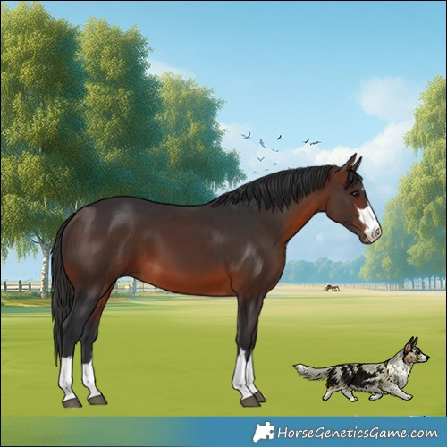 Horse Color:Brown 