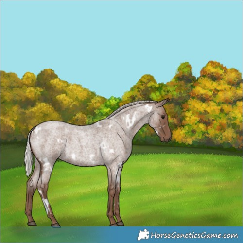 Horse Color:White Spotted Silver Blue Roan 