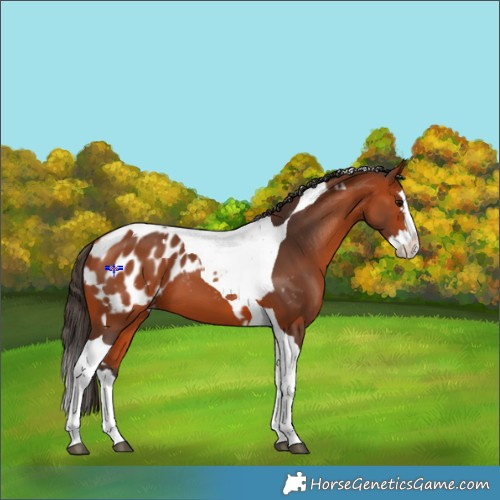 Horse Color:Bay Splash Tobiano Appaloosa  and Bay Splash Tobiano Appaloosa 