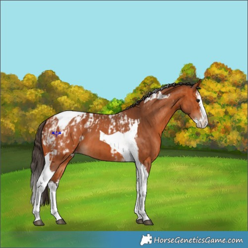 Horse Color:Bay Splash Tobiano Appaloosa  and Bay Splash Tobiano Appaloosa 