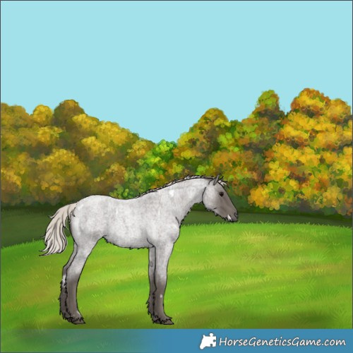 Horse Color:White Spotted Silver Blue Roan