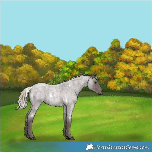 Horse Color:White Spotted Silver Blue Roan 