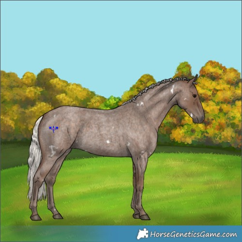 Horse Color:White Spotted Silver Blue Roan 