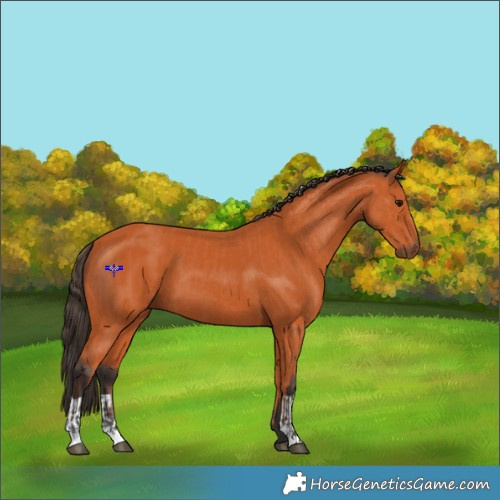 Horse Color:Bay  and Bay 