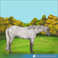 Horse Color:White Spotted Silver Blue Roan 