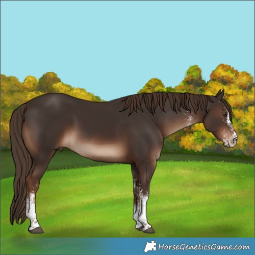 Horse Color:White Spotted Liver Chestnut 