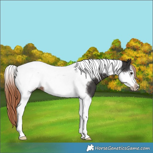Horse Color:Liver Chestnut Tobiano Frame 