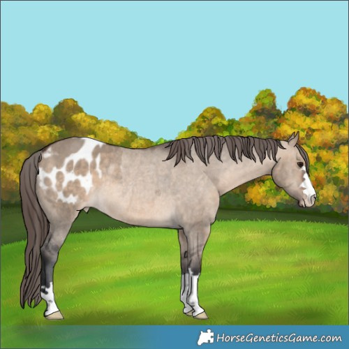 Horse Color:Brown Dun Appaloosa Rabicano