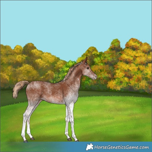Horse Color:White Spotted Chestnut 