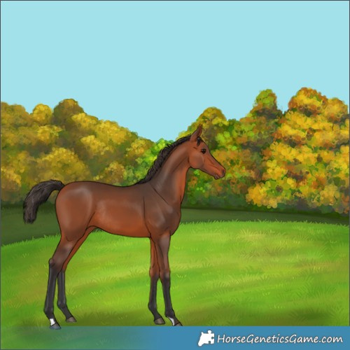 Horse Color:Bay Rabicano 