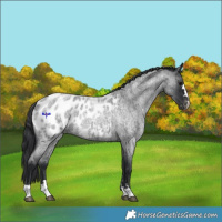 Horse Color:Blue Roan Appaloosa 