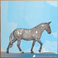 Horse Color:White Spotted Silver Blue Roan 