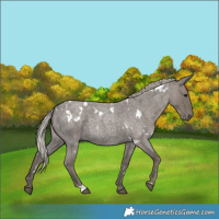 Horse Color:White Spotted Silver Blue Roan 