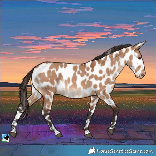 Horse Color:Bay Dun Leopard Rabicano Brindle 