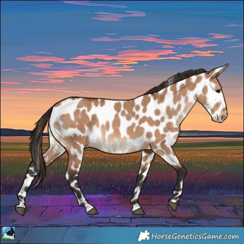 Horse Color:Bay Dun Appaloosa Rabicano Brindle 
