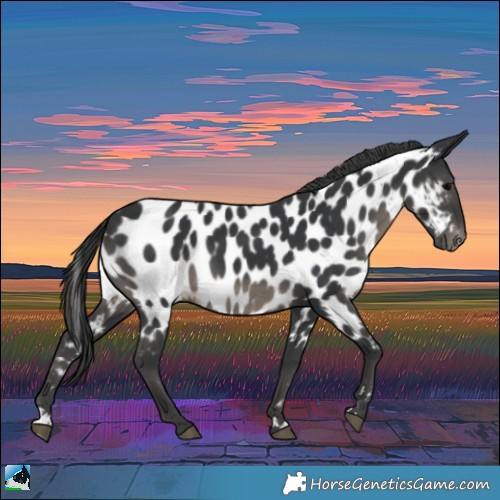 Horse Color:Black Appaloosa Rabicano 