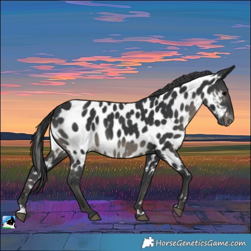 Horse Color:Black Near Leopard Rabicano 