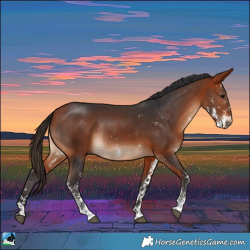 Horse Color:Bay Sabino Rabicano