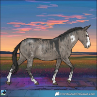 Horse Color:Grullo Sabino Splash Rabicano Brindle 