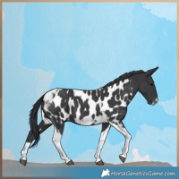 Horse Color:Black Tobiano Frame Appaloosa 