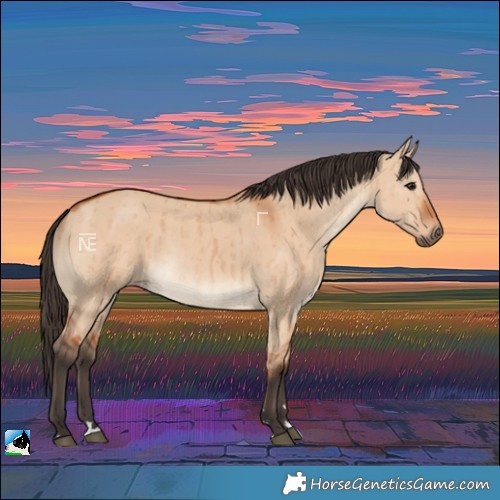 Horse Color:Bay Dun Rabicano Brindle 