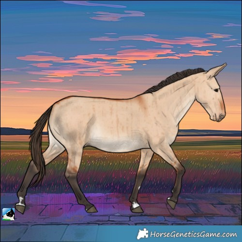Horse Color:Bay Dun Rabicano Brindle