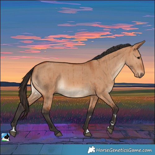 Horse Color:Bay Dun Rabicano Brindle