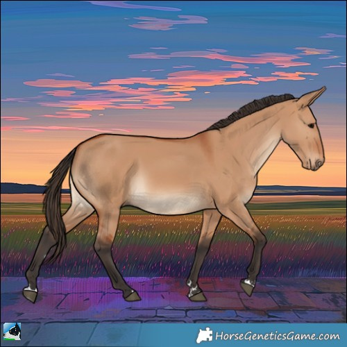 Horse Color:Bay Dun Rabicano