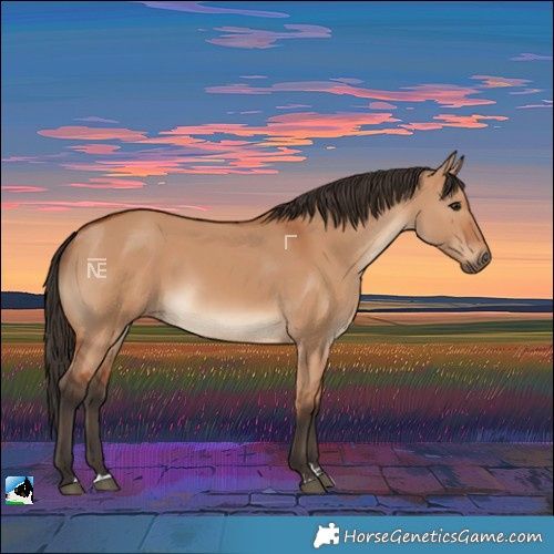 Horse Color:Bay Dun Rabicano 