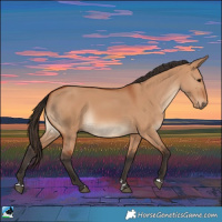 Horse Color:Bay Dun Rabicano 
