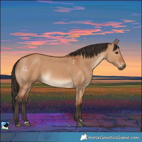 Horse Color:Bay Dun Rabicano 