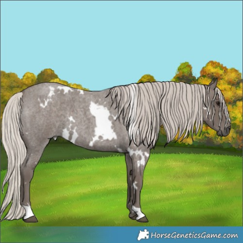 Horse Color:White Spotted Silver Blue Roan 