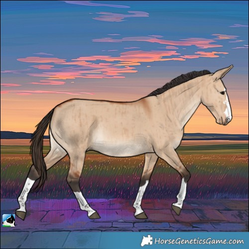 Horse Color:Bay Dun Rabicano Brindle