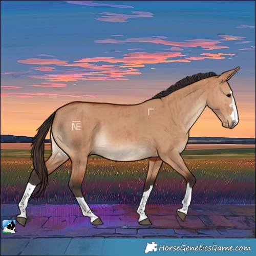 Horse Color:Bay Dun Rabicano Brindle