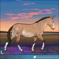 Horse Color:Bay Dun Rabicano Brindle 