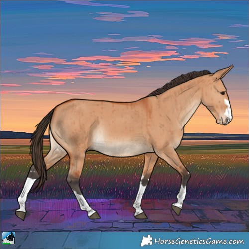 Horse Color:Bay Dun Rabicano Brindle 