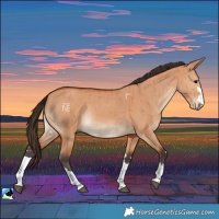 Horse Color:Bay Dun Rabicano Brindle 