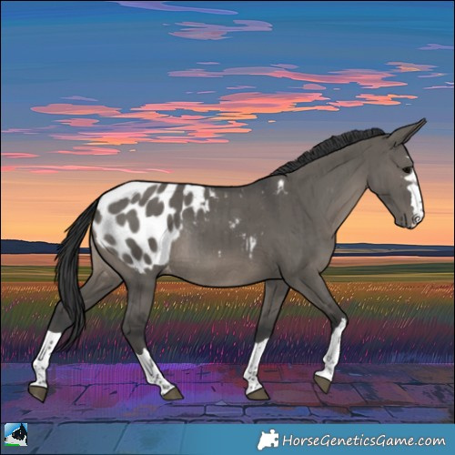 Horse Color:Grullo Appaloosa Rabicano Brindle
