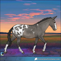 Horse Color:Grullo Blanket Rabicano Brindle