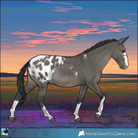 Horse Color:Grullo Appaloosa Rabicano Brindle 