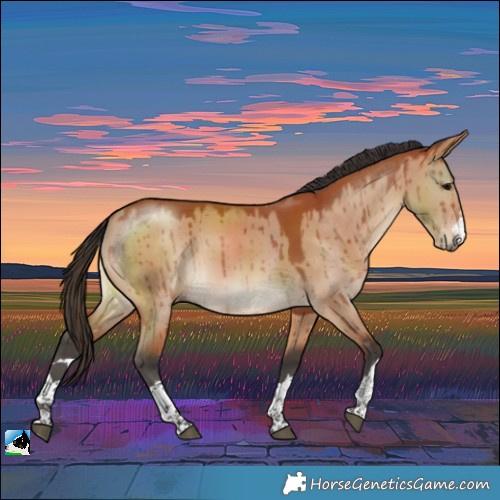 Horse Color:Bay Dun Rabicano Brindle 