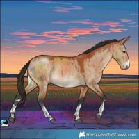 Horse Color:Bay Dun Rabicano Brindle