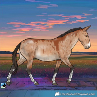 Horse Color:Bay Dun Rabicano Brindle 