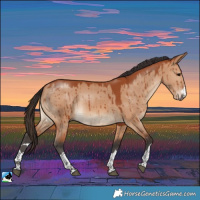 Horse Color:Bay Dun Rabicano Brindle 