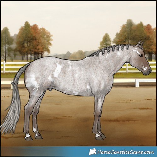 Horse Color:White Spotted Silver Blue Roan 
